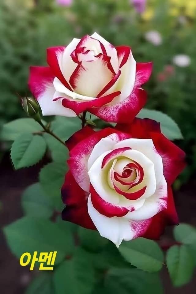 885b2c28b4f18bba83a656efa4fc6f4a_1749524